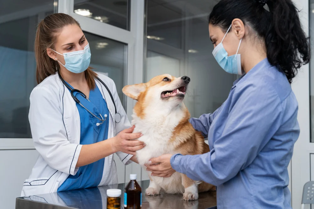 veterinary pharmaceuticals